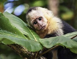Scientists Create Human-Monkey Hybrid Embryos, Ethics Questions Abound